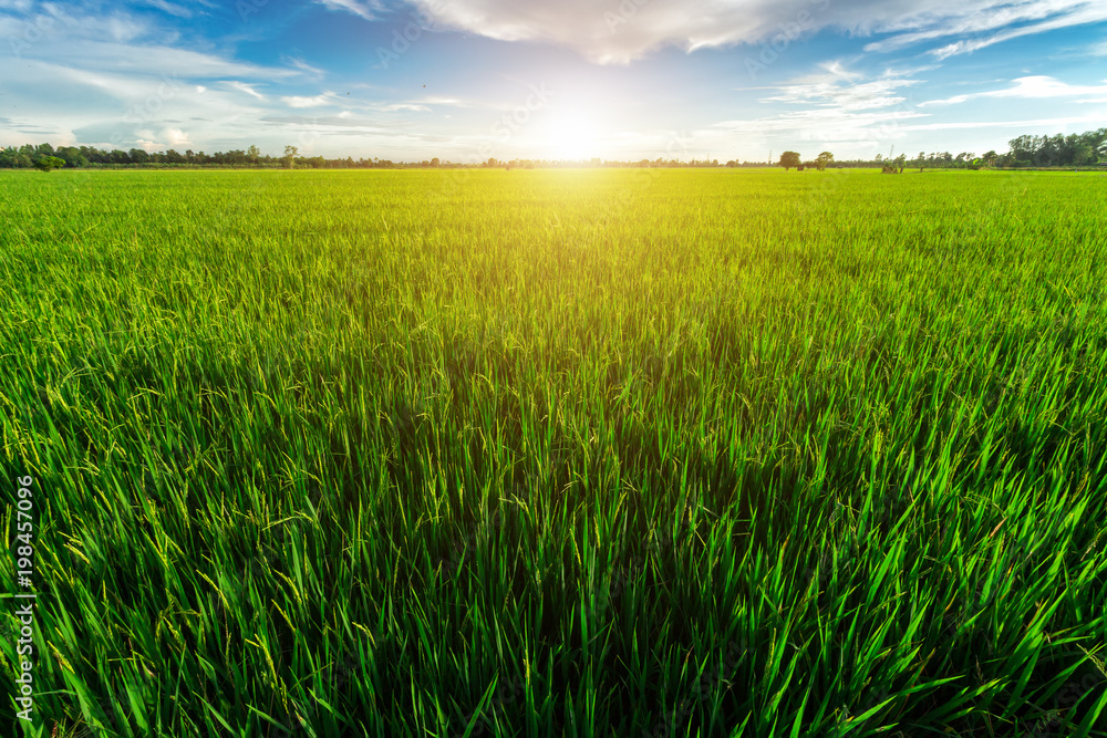Obraz premium Cornfield and Rice Golden yellow sunset background in Thailand.