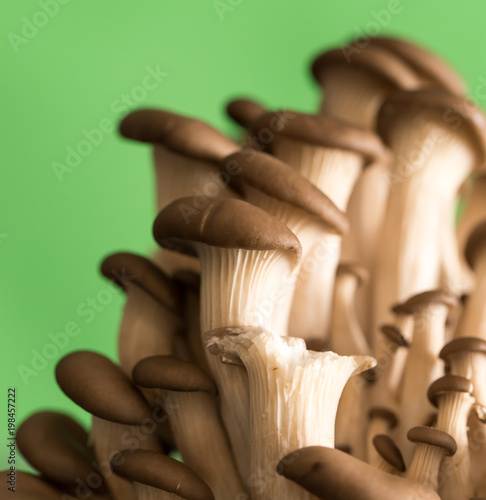 Oyster mushrooms on a green background