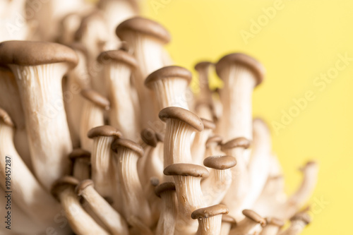oyster mushrooms on a yellow background