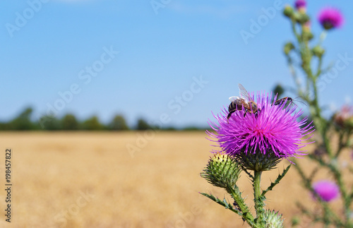 Macro photo, a bee collects nectar on a Carduus flower of a thistle. Close up view photo