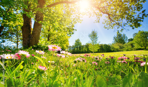 Meadow with lots of white and pink spring daisy flowers in sunny day. Nature landscape in estonia in early summer photo