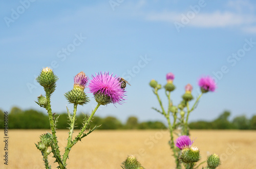 Macro photo  a bee collects nectar on a Carduus flower of a thistle. Close up view