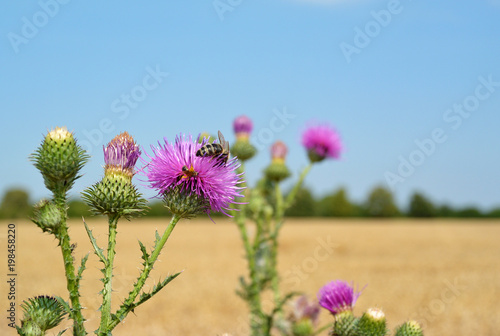 Macro photo  a bee collects nectar on a Carduus flower of a thistle. Close up view