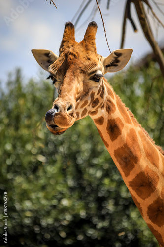 Close up of Giraffe