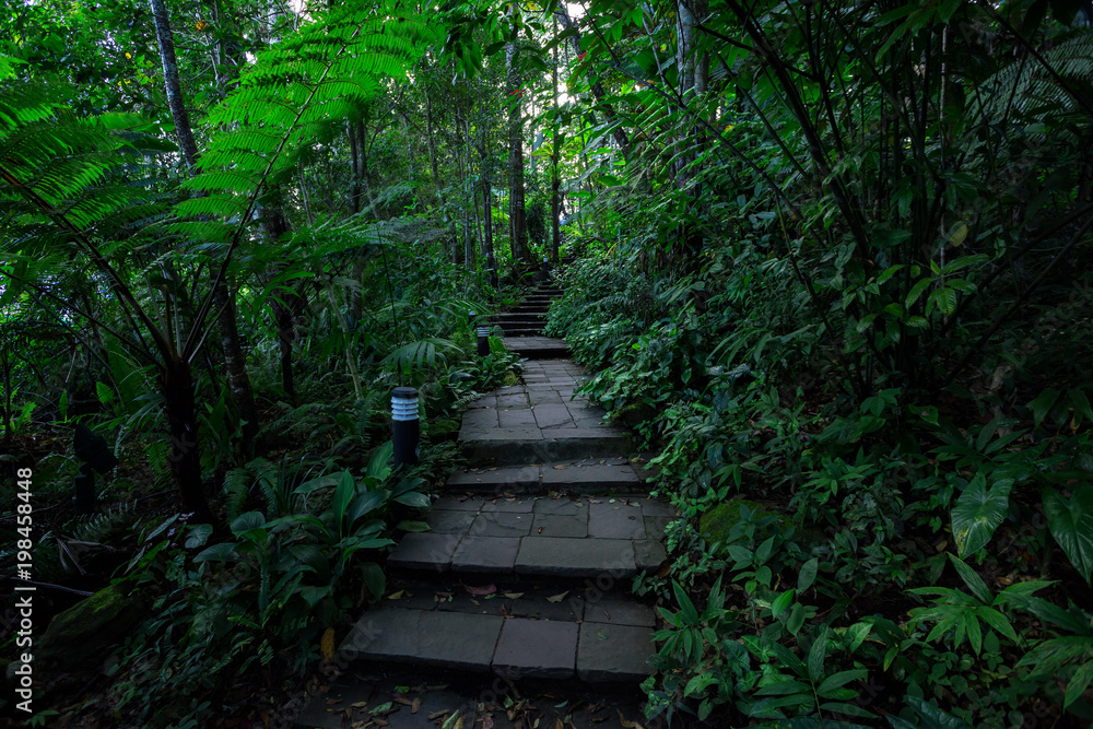 Obraz premium Walking trails Tropical rainforest in national park.