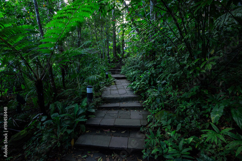 Walking trails Tropical rainforest in national park.