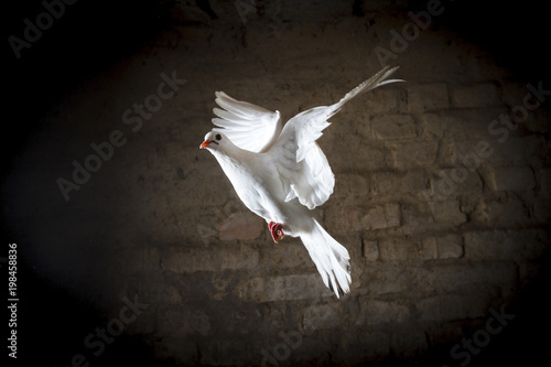 white dove flying in a dark room
