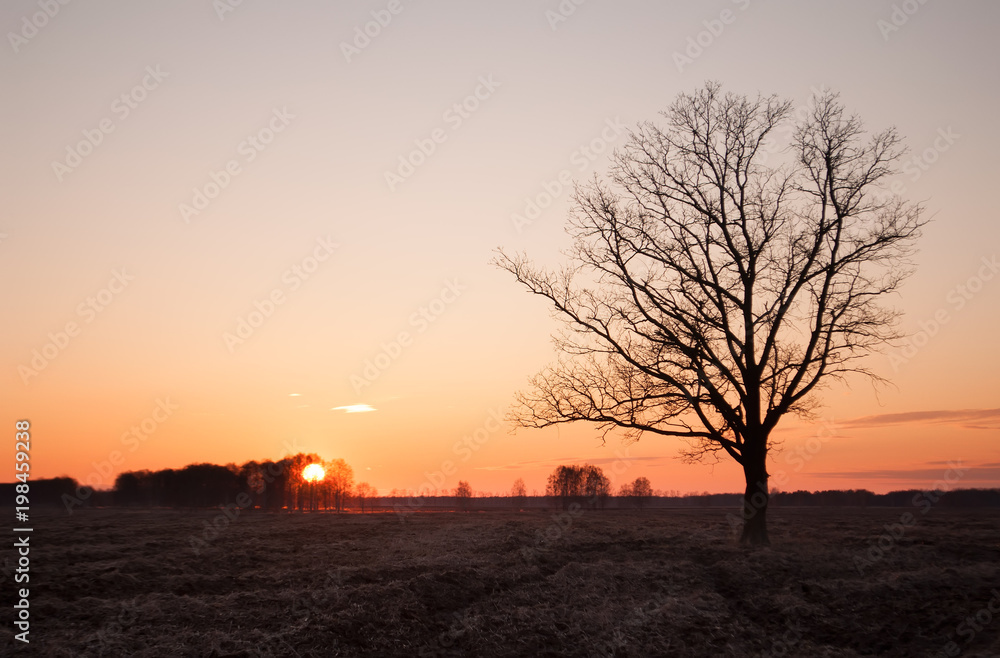 lonely tree silhouette outdoor field at sunset bright orange,