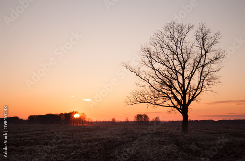 lonely tree silhouette outdoor field at sunset bright orange 