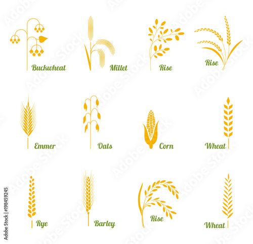 Wheat ears or rice icons set.