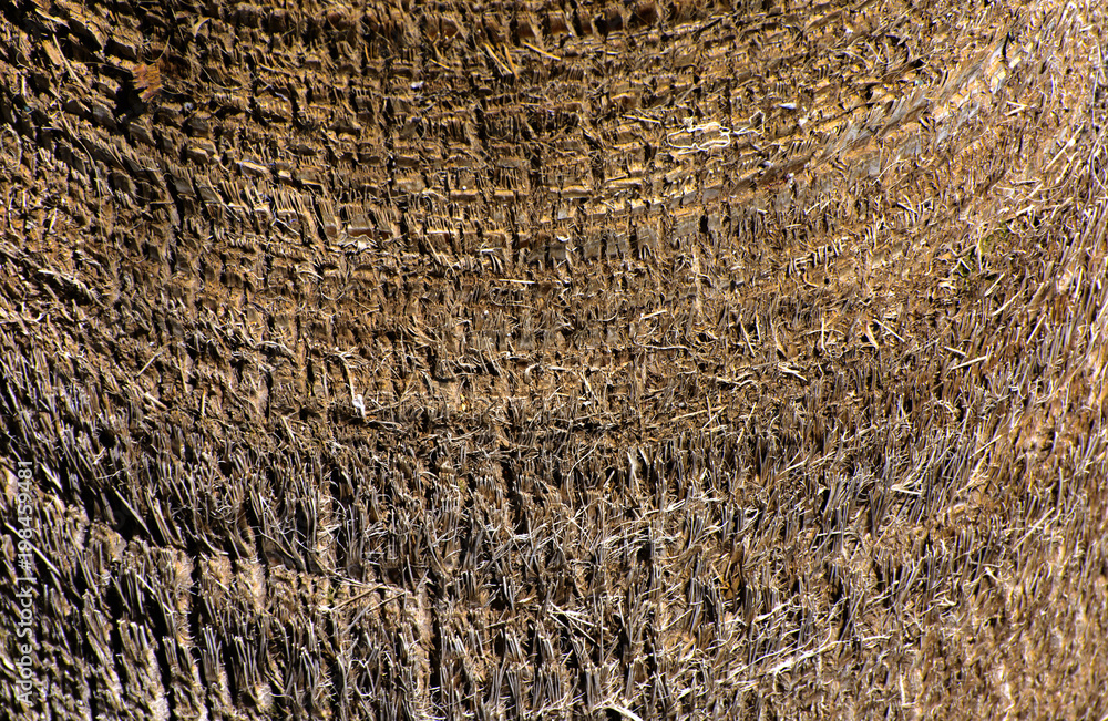 Fototapeta premium Background of the bark of a palm tree. Close-up of fragments of the bark of a tree in chaotic abstract design. In category of creative background of exotic summer relaxation, screen saver, wallpaper.