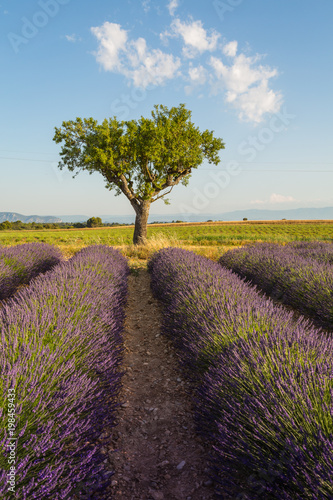Provence lavender fields in summer