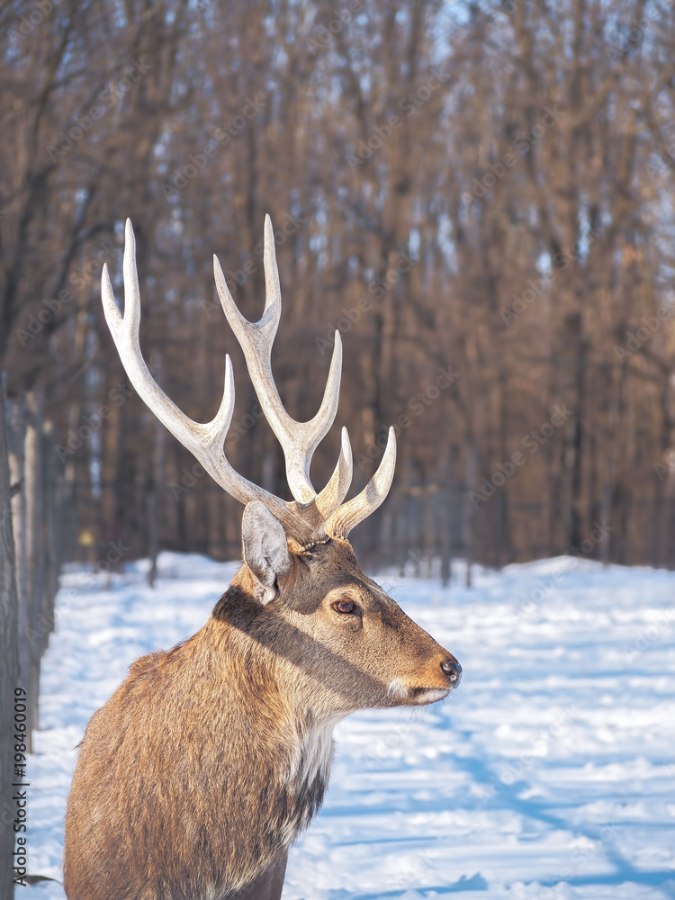 Deer at the snowy forest at the sun close-up Deer at the snowy forest at the sun close-up