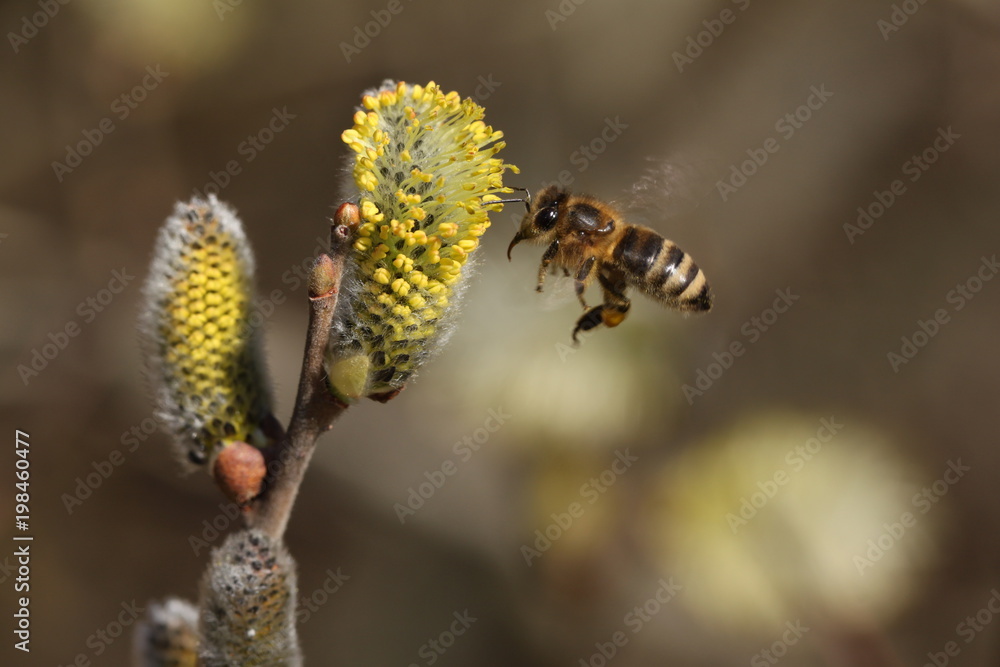 The honey bee collects the pollen from the willow blossom The honey bee collects the pollen from the willow blossom