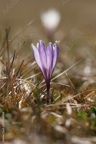 Single violet crocus in springtime