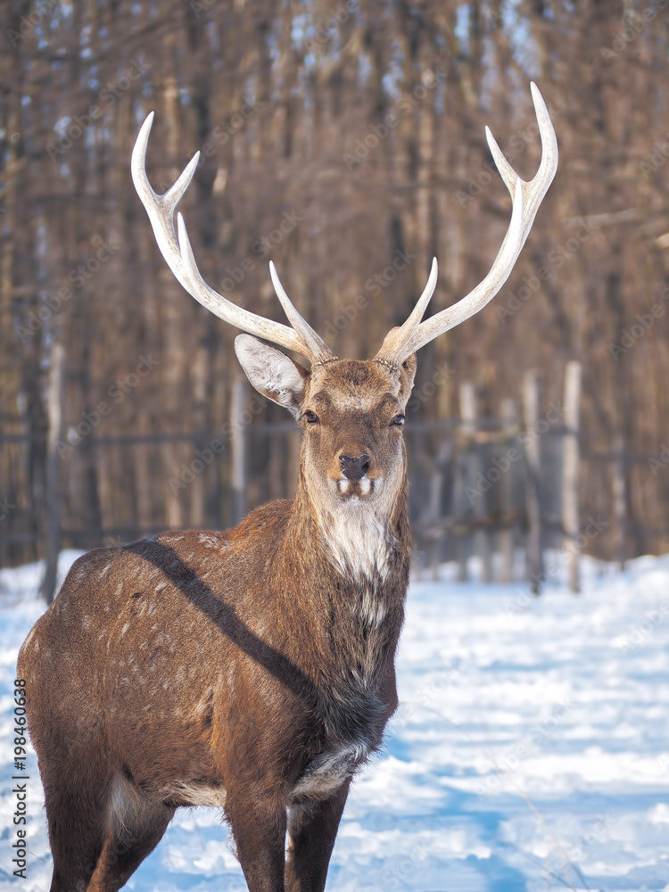 Deer at the snowy forest at the sun close-up Deer at the snowy forest at the sun close-up