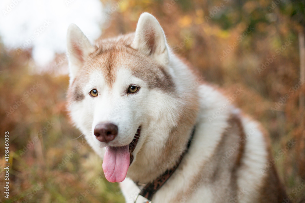 Obraz premium Close up Portrait of Cute Beige Siberian Husky in fall season on a forest background. Image of husky dog in autumn season