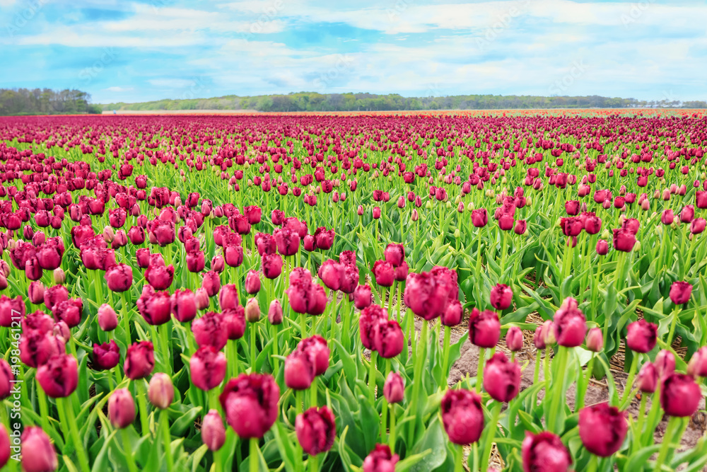 Spring in Amsterdam. Vivid tulip and hyacinth flowers in garden