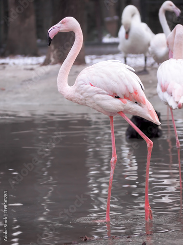 Pink flamingo close-up