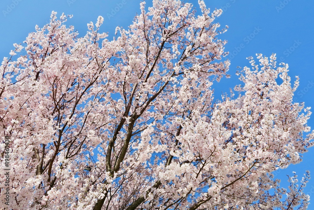 桜と青空