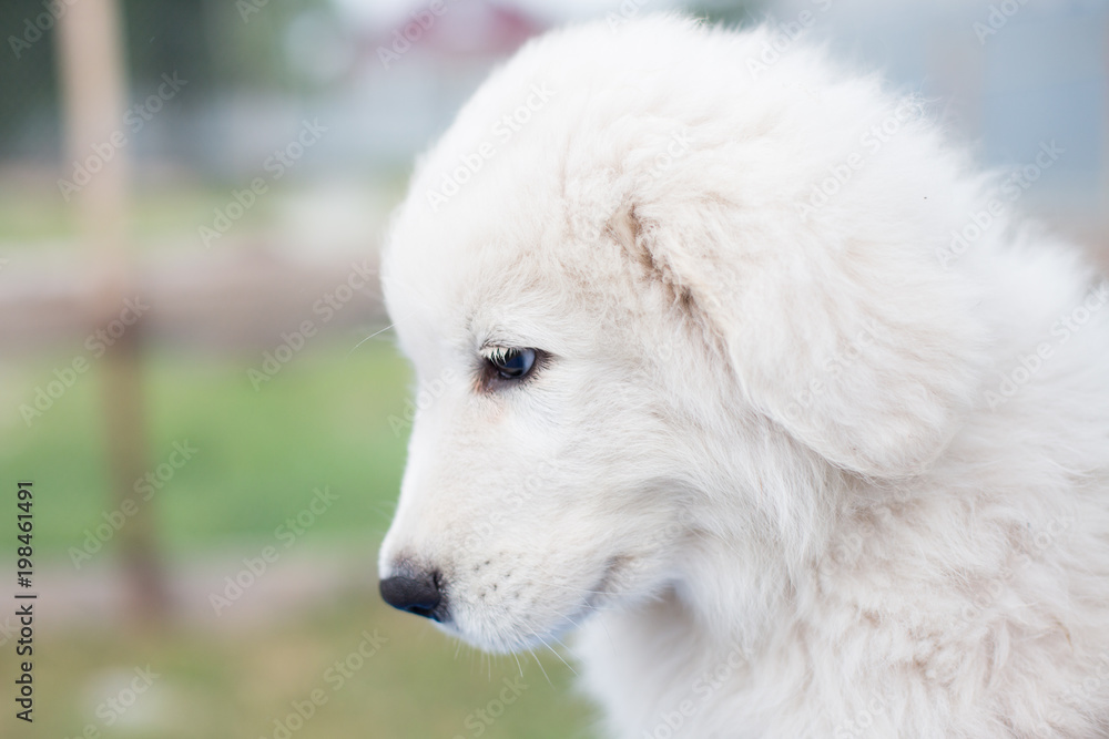 Profile Portrait of a cute maremmano sheepdog puppy sitting outside in summer. Close-up image of lovely white maremma puppy