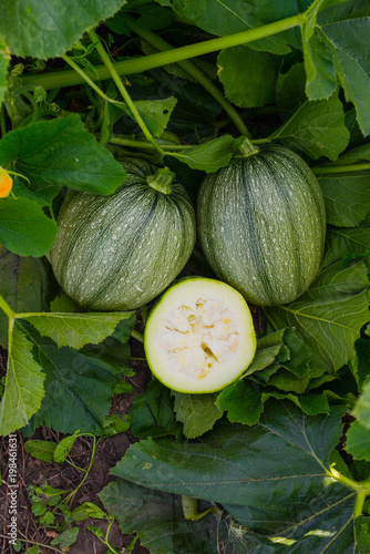 The striped zucchini is cut in half near to other squash in the garden in the summer.