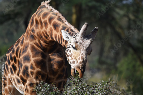 Giraffe frisst in Kenia