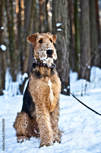 Dog breed Airedale Terrier sitting in the snow in the sunny winter park