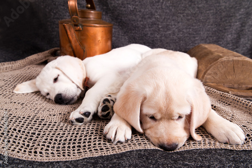 Twu puppies Labrador retriever lying on the rug next to the openwork wooden bowl and a copper kettle