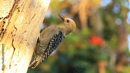 View of Hoffman's Woodpecker, Melanerpes hoffmannii, from Costa Rica photo