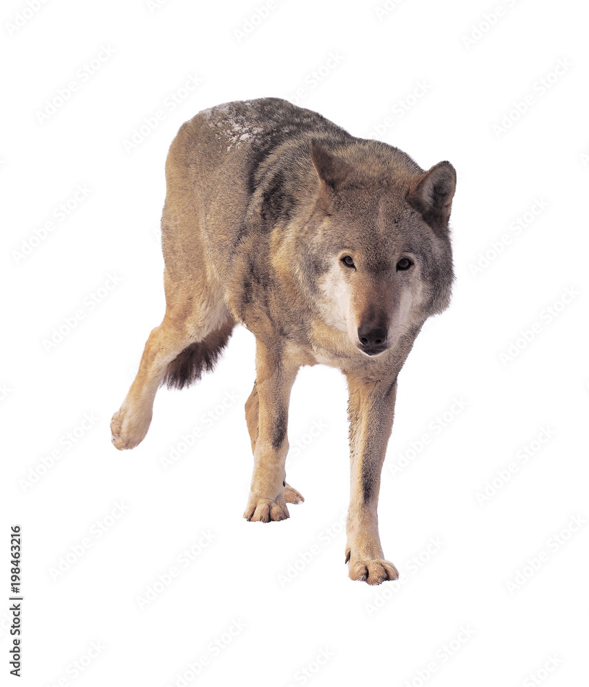 Fototapeta premium Wolf running grey full size cute