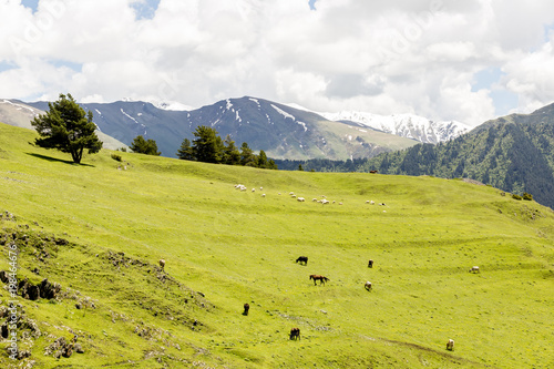 Sheeps grazing in green valley in Caucasus mountains. Georgia, Tusheti