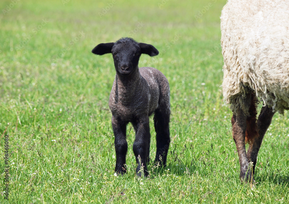 Little black lamb on a green spring pasture Little black lamb on a green spring pasture