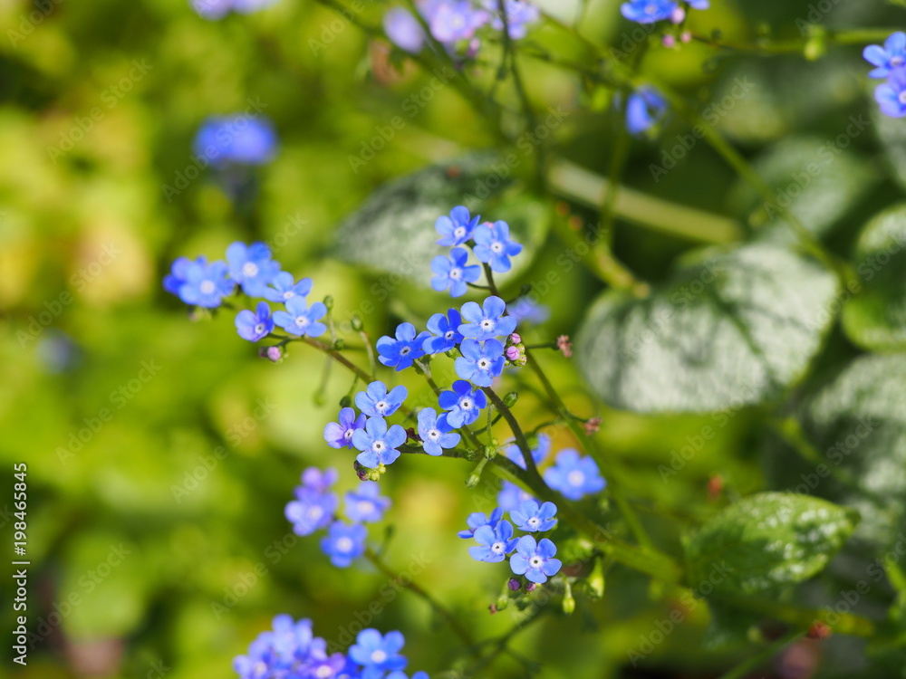 Brunnera macrophylla 'Sea Heart' - siberian bugloss, great forget-me-not, largeleaf brunnera, heartleaf Brunnera macrophylla 'Sea Heart' - siberian bugloss, great forget-me-not, largeleaf brunnera, heartleaf