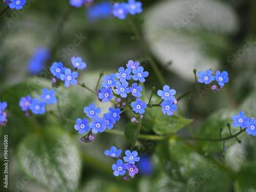 Wallpaper Mural Brunnera macrophylla 'Sea Heart' - siberian bugloss, great forget-me-not, largeleaf brunnera, heartleaf Torontodigital.ca