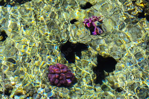 Multicolored beautiful red sea fish over the thickness of the water on a blurred background of coral reefs and yellow sand. Sharm el-Sheikh, Egypt, screensaver, wallpaper photo