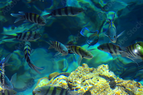 Multicolored beautiful red sea fish over the thickness of the water on a blurred background of coral reefs and yellow sand. Sharm el-Sheikh  Egypt  screensaver  wallpaper