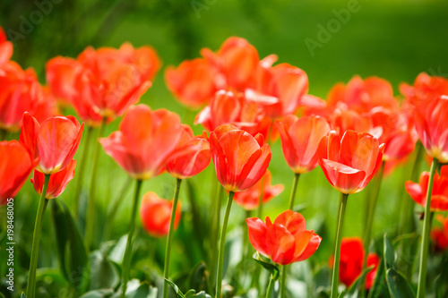 Blooming beautiful bouquet of tulips nature background