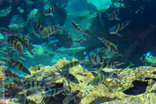 Multicolored beautiful red sea fish over the thickness of the water on a blurred background of coral reefs and yellow sand. Sharm el-Sheikh, Egypt, screensaver, wallpaper
