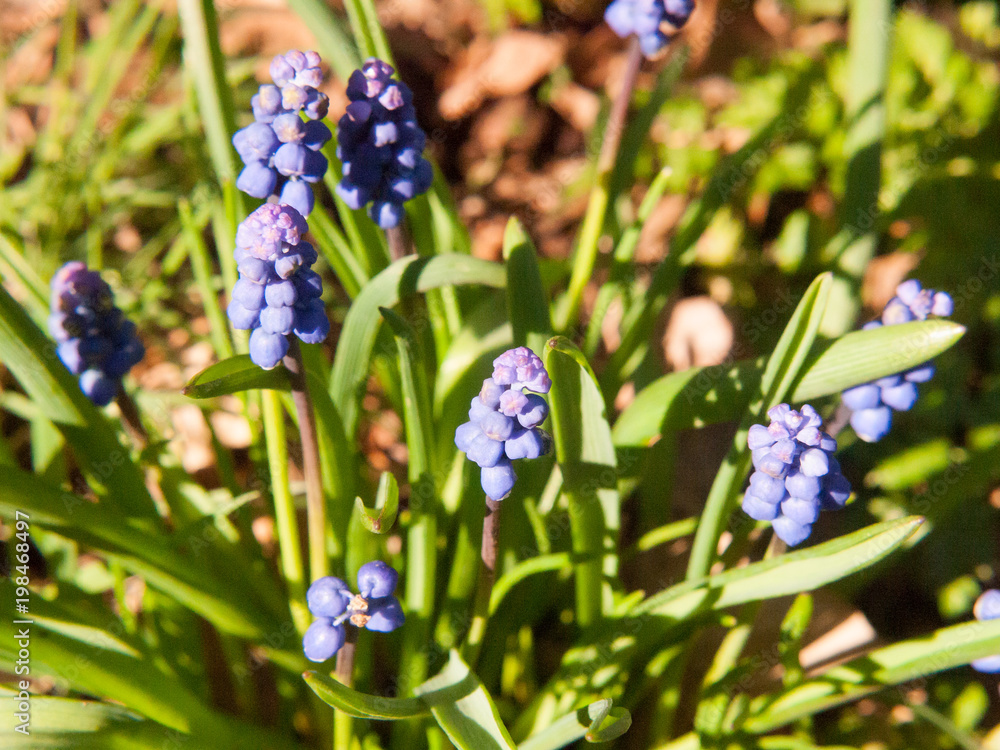 blue growing spring flow buds green plant outside nature blue growing spring flow buds green plant outside nature