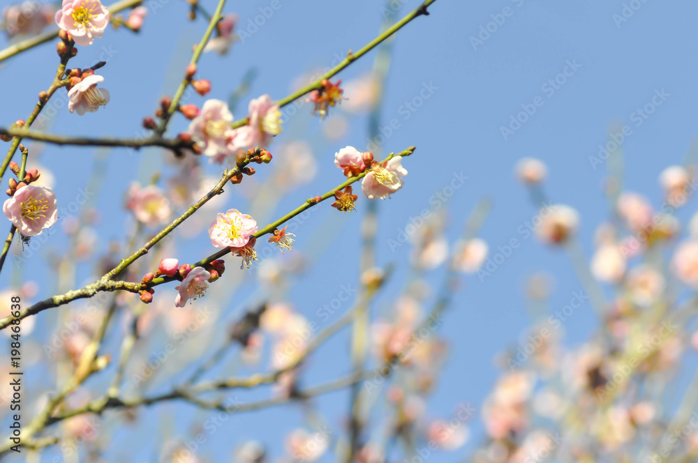 branch or peach tree or peach flower