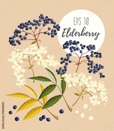 Set of elder flowers and berries