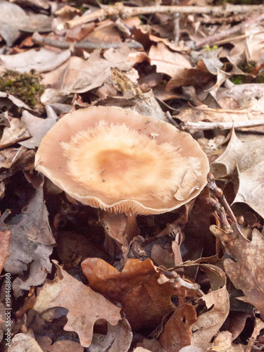 brown large cap mushroom autumn forest floor