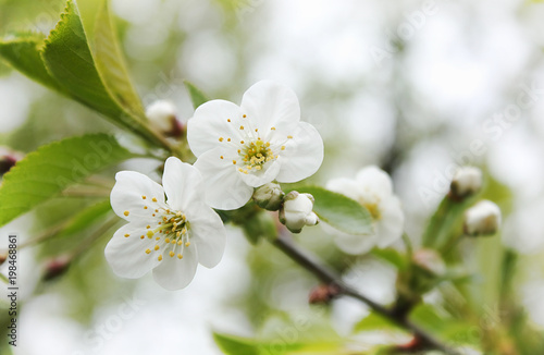 Beautiful blooming spring branch