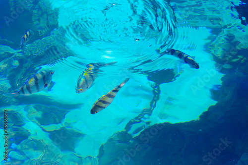 Multicolored beautiful red sea fish over the thickness of the water on a blurred background of coral reefs and yellow sand. Sharm el-Sheikh, Egypt.