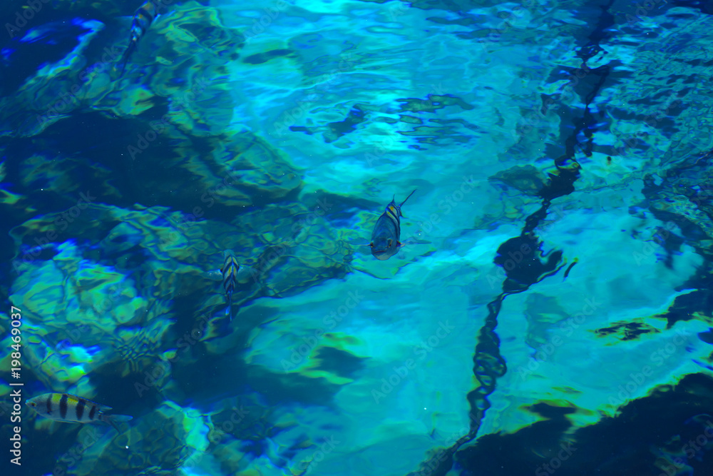 Multicolored beautiful red sea fish over the thickness of the water on a blurred background of coral reefs and yellow sand. Sharm el-Sheikh, Egypt, screensaver, wallpaper Multicolored beautiful red sea fish over the thickness of the water on a blurred background of coral reefs and yellow sand. Sharm el-Sheikh, Egypt, screensaver, wallpaper
