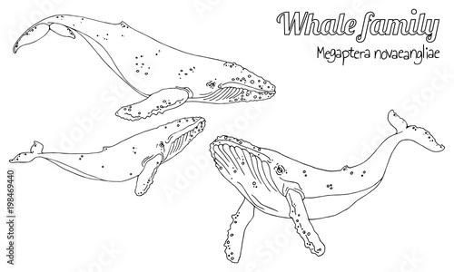 The family of humpback whales with their calf. Megaptera novaeangliae. Vector in black and white lines.