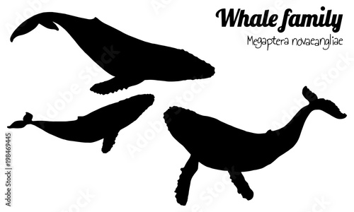 The family of humpback whales with their calf. Megaptera novaeangliae. Vector. Silhouette.