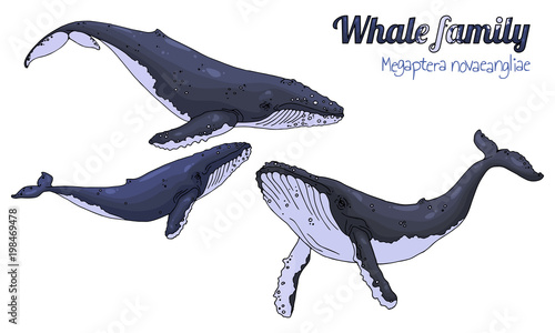 Humpback whale. The family of whales with their calf. Megaptera novaeangliae. Vector illustration.