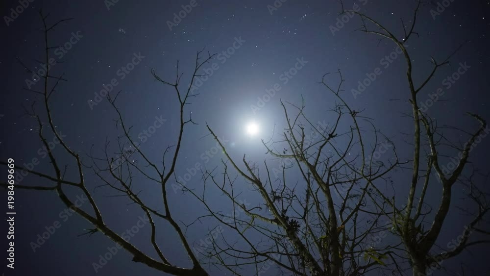 time lapse shot of full moon moving pass a death tree branch time lapse shot of full moon moving pass a death tree branch